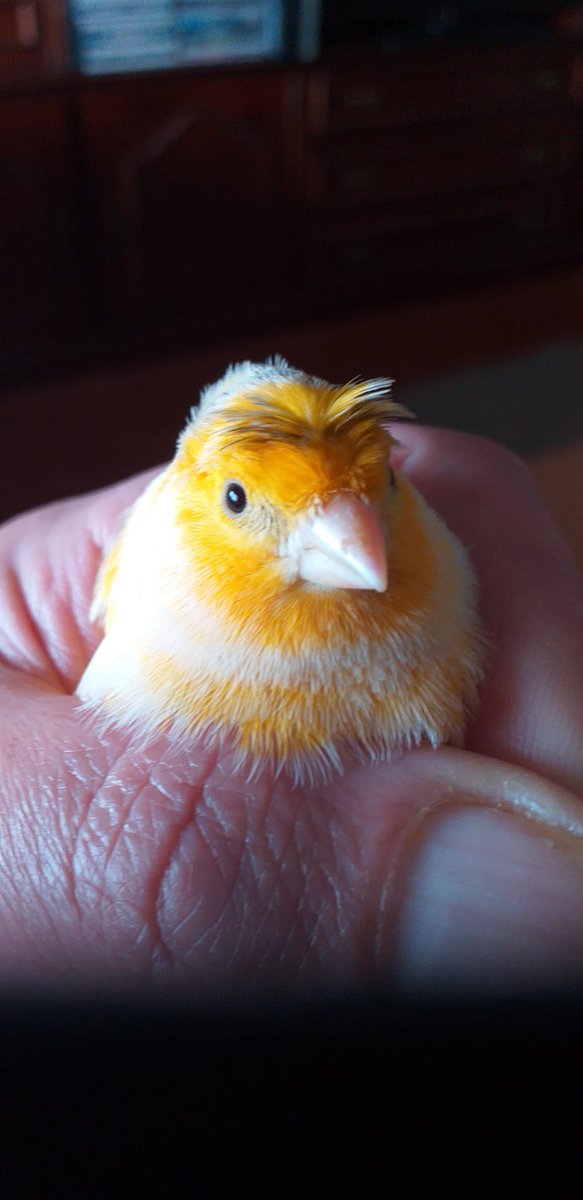 cachipeco's tweet photo. while i was sleeping apparently a cannary came inside my home?????? and it just chilled for a bit???? then left, came back, and left again???
idk how i slept thru all of this but omg i love his lil stupid fringe

everyone say hi to bernard (gab named him) https://t.co/OqgpoiVhdo