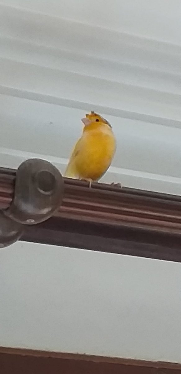 cachipeco's tweet photo. while i was sleeping apparently a cannary came inside my home?????? and it just chilled for a bit???? then left, came back, and left again???
idk how i slept thru all of this but omg i love his lil stupid fringe

everyone say hi to bernard (gab named him) https://t.co/OqgpoiVhdo