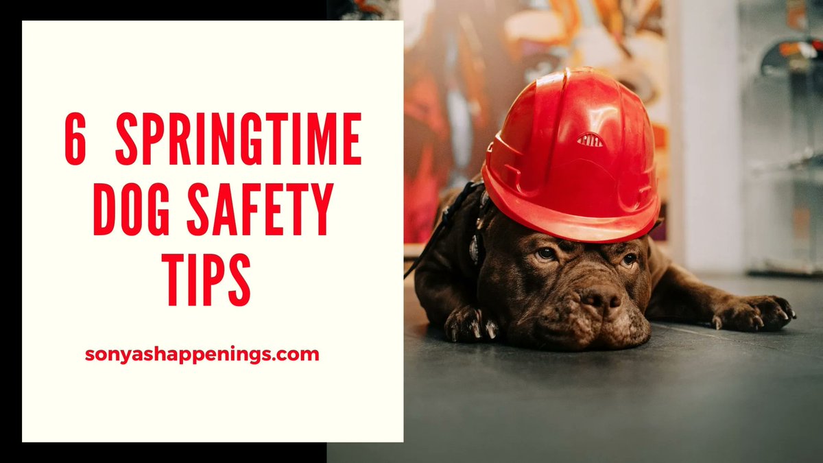 celebratehavfun's tweet photo. Dogs have become like our children and we need to ensure their safety.  Check out these 6 springtime safety tips to help you keep man's best friend out of harm's way this season! #dogsafetytips https://t.co/mQvGbxIOqN https://t.co/udoTGFXdmU
