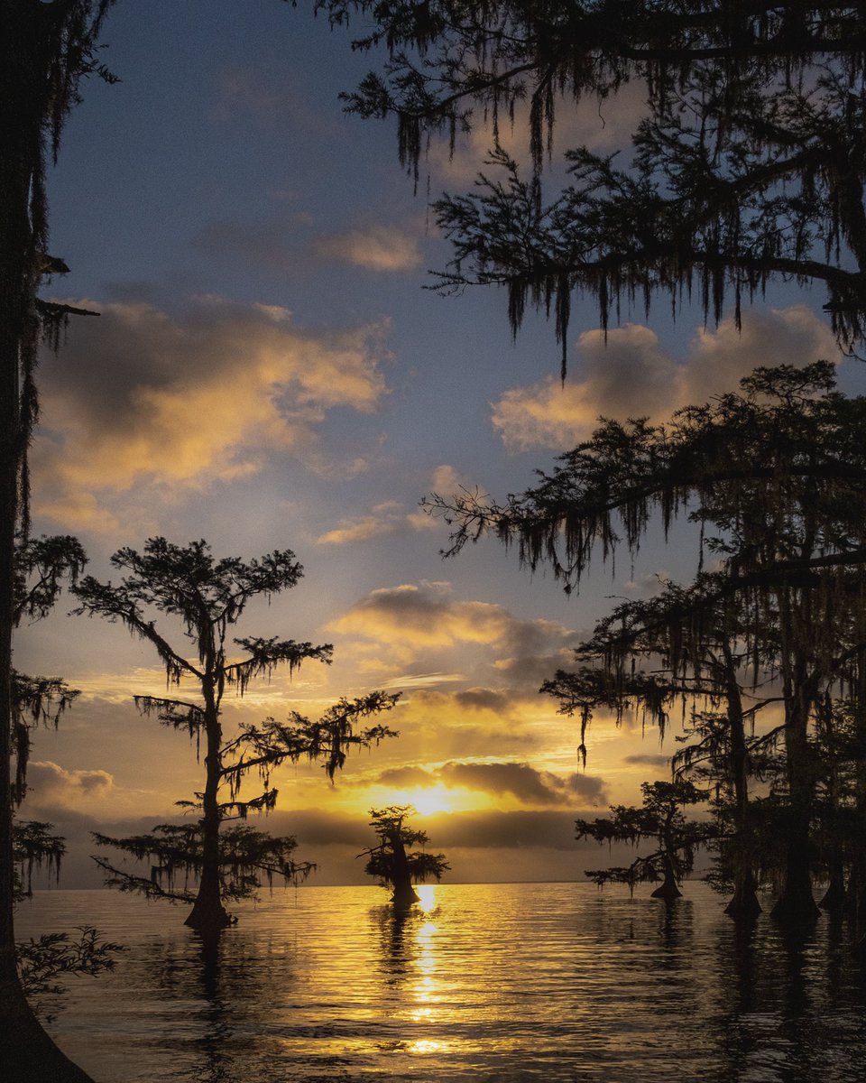 ChalseaMeng's tweet image. GM fam! #louisiana #LouisianasFinest #bayou #swamp #cypresstree #sunrise #sunrisephotography #landscapephotography #landscape #naturelover #nature撮影会 #NaturePhotography #nature #TwitterNatureCommunity