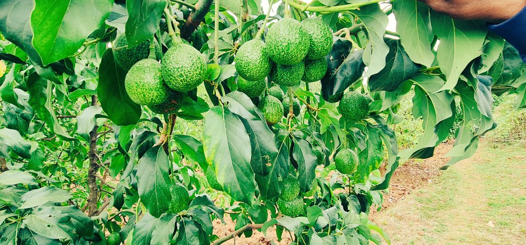 usman_surur's tweet photo. ከድህነት ማላቀቂያና የምግብ ዋስትና ማረጋገጫው የ30:40:30 ፕሮጀክት ስኬት ትልቅ ሚና ያላው ስራ በአረካ ግብርና ምርምር ማእከል ዛሬ ተመልክተናል። የአረንጋዴ አሻራ አካል የሆነውን 30:40:30 ፕሮጀክትን ለማሳካት እንትከል! እንመገብ! ኪሳችን እናልማ! https://t.co/UJbn9gpwCU