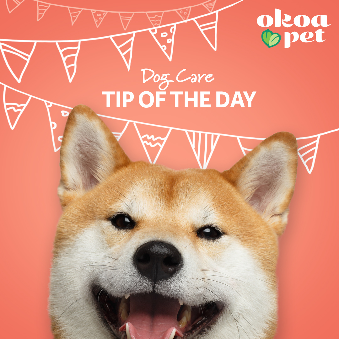 Do Dogs Sweat Through Their Nose