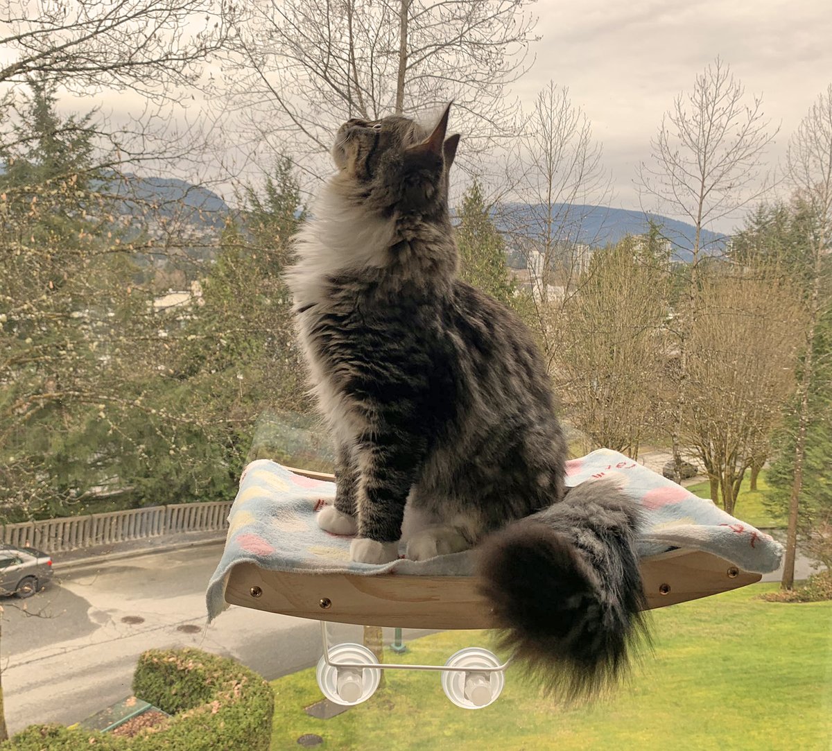 LorenzoTheCat's tweet photo. Maine Coon Alert---a Sunday morning message from my friend Ella. Stop doom-scrolling and get in touch with nature today. https://t.co/POZRzMy9iK