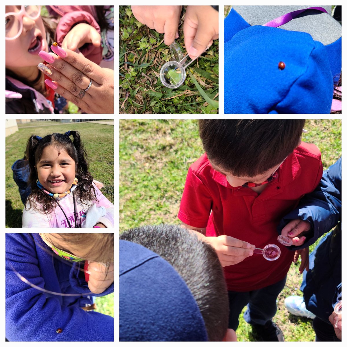 Our 3rd week of Flying Insects ended with an insect hunt.  The excitement when Ss found insects was contagious!  Learning at its best! #RISDprek #RISDpoweroflove <a href="/DobiePKSchool/">Dobie Pre-Kindergarten School⭐️</a>