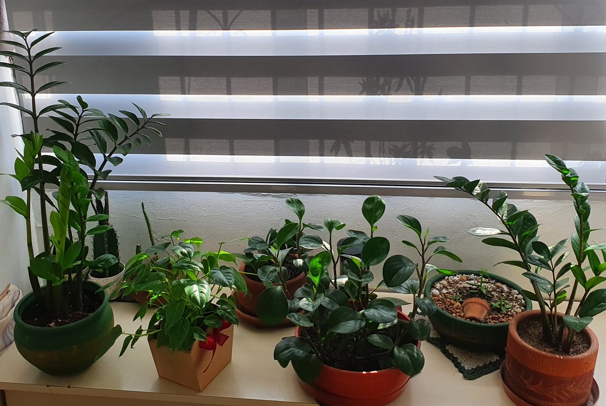 nellady22's tweet image. #enmatas