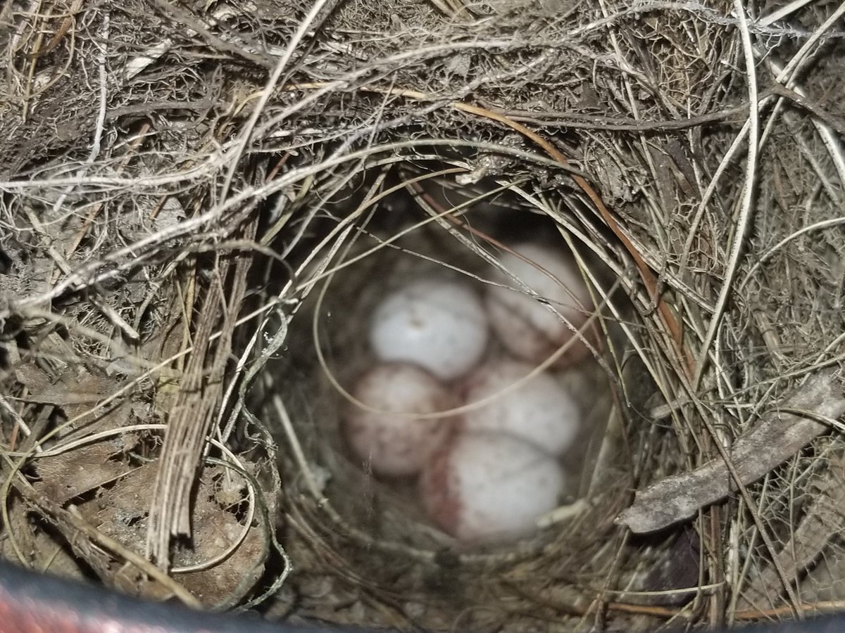 Second grade scientists identified the life cycle stages from my backyard on <a href="/Seesaw/">Seesaw</a>. They are excited to observe the butterfly life cycle with the larva I bought to class! #VCSscientists <a href="/rjlCardinals/">RJ Longstreet Elementary</a>