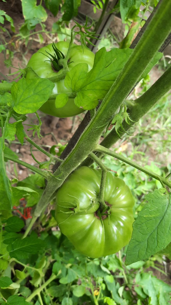 Tohumlaaar fideye, fideleeer, 🥒🥬🌶🍆🍅 eee, sebzeler mideyeee inmeli yurdumda. 🎶
Tohum paylaştığım arkadaşlar, tohumlarımızı ekiyoruz. Bereketli olsun. 💚 (2.foto spoiler) #zehirsiztarım #doğaltarım