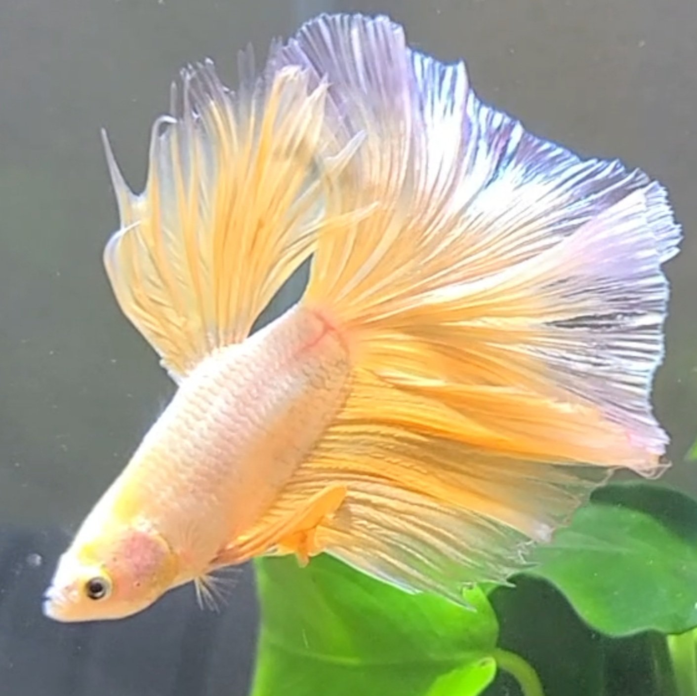 いなり 魚で泣くの って話なんだけど 初めてのペットでね ベタってゆう種類の魚なのよ 人魚のように綺麗なヒレでね 慣れると人の指から餌を食べるし 水槽のぞくとヒレフリフリさせながらよってきてくれる あと多分人の顔も認識してるんじゃないかと