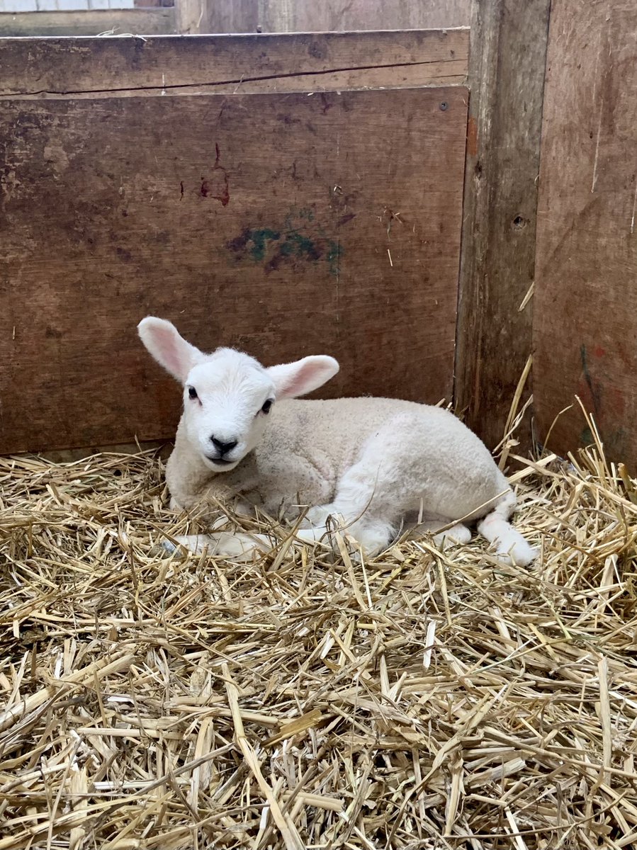 WiltsColl's tweet photo. Our final day of lambing is in full swing on this beautiful sunny Mother’s Day!☀️🐑
We hope everyone who’s visited has had a wonderful time!
#WeAreLambing #Lackham #MothersDay https://t.co/GP7OhkbrSw
