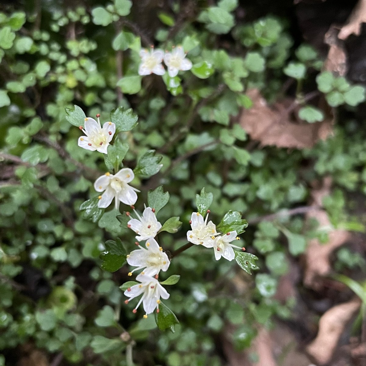 BiotopeGarden's tweet photo. 久しぶりにハナネコノメ Chrysosplenium album var. stamineum を見に行ってきた＠高尾山
まだしばらくは花が楽しめそうだけど、一ヶ所だけ群落が大きく踏み潰されてて、撮影マナーの悪さにゲンナリ。😓 https://t.co/pBOmShGTxr