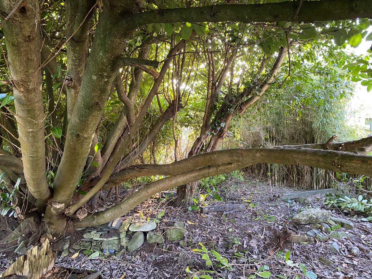 mrhodga's tweet photo. Busy day yesterday, trimming back overgrown tree. This will be my βhammock & hensβ area. Planning to rescue more hens, possibly 20, from the cruel egg industry in the summer. Blessed with the space on my property in #Innellan #Argyll #RescueHens https://t.co/ZszKnshQq8