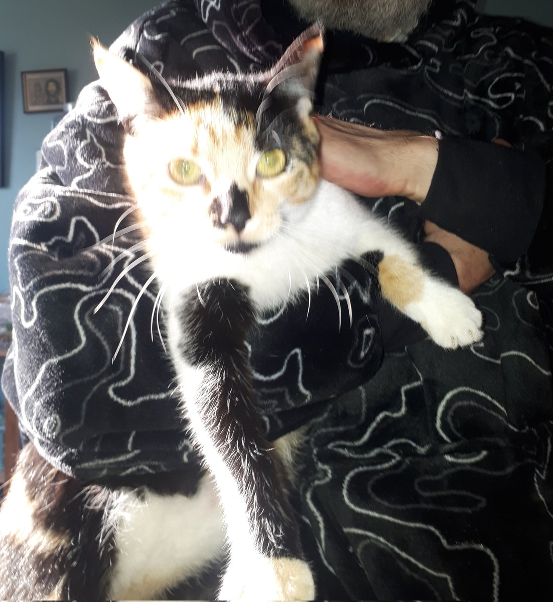 How ya? Happy cat Mammy day ! #Caturday #sundayvibes #Mabel