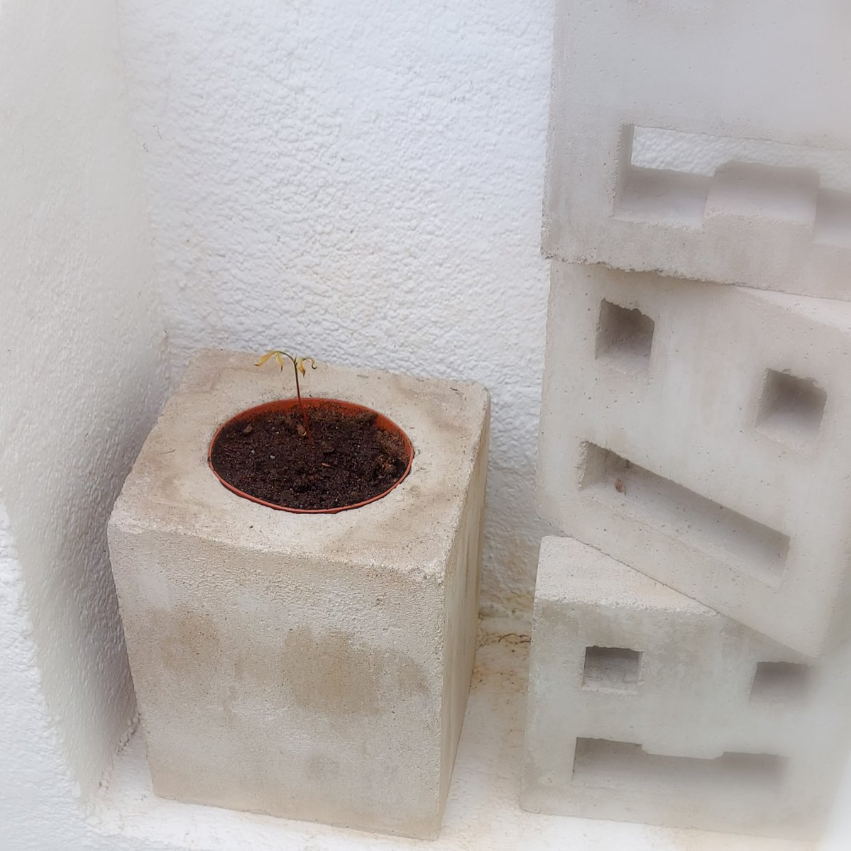 KunstWerkChaot's tweet photo. Jugend forscht 🤩! Mal sehen, ob sich die #Litschi in ihrem neuen Zuhause aus #Beton wohlfühlt. Wenn das #Wetter mitspielt https://t.co/5BFxdSUAYp