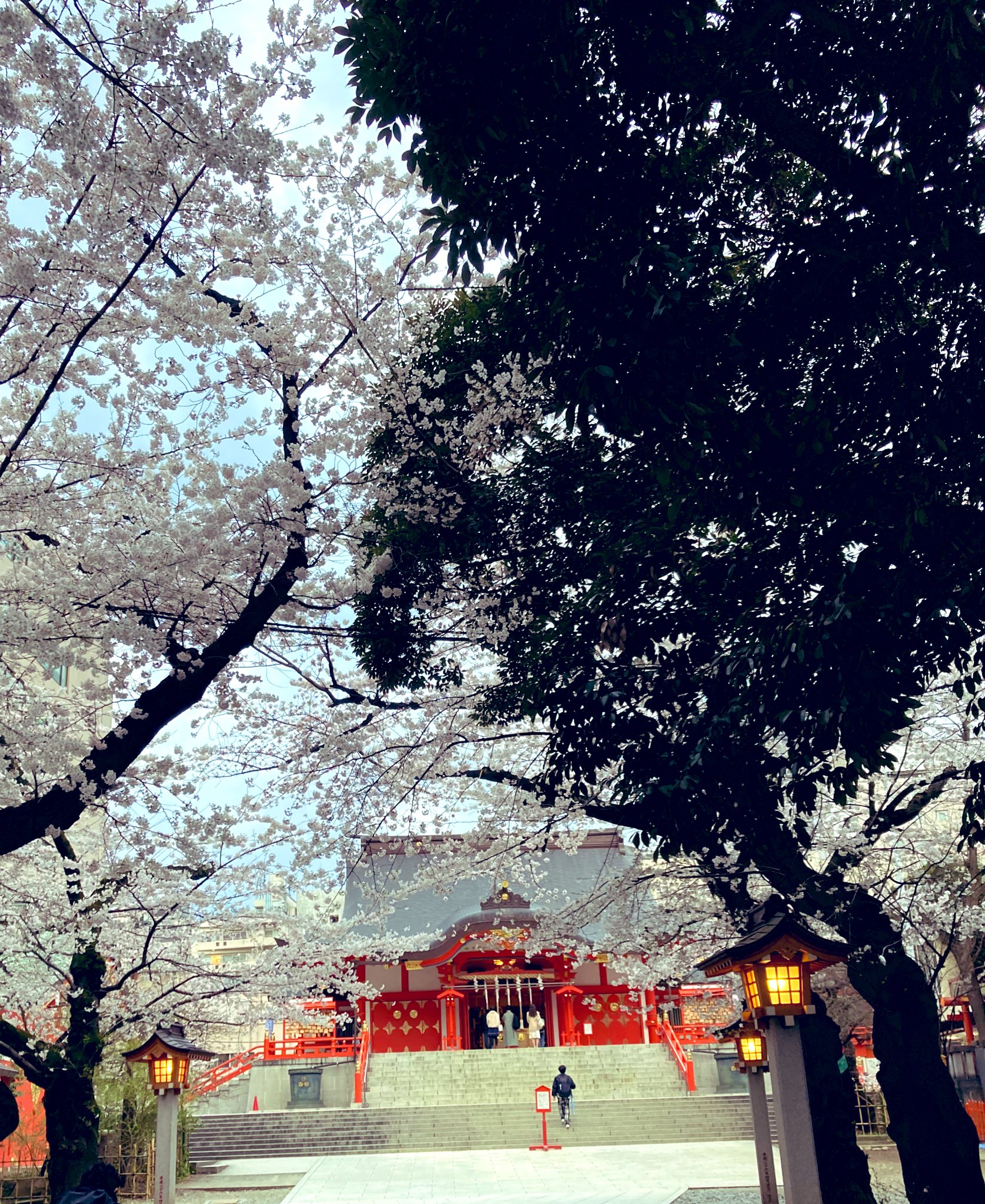 Twitter 上的 豊田悠 チェリまほ映画公開中10巻4 21発売 新宿御苑で花見して花園神社でお詣りしてきました T Co 0svazprydx Twitter Twitter 上的 豊田悠 チェリまほ映画公開中10巻4 21発売 新宿御苑で花見して花園神社でお詣りしてきました T Co 0svazprydx Twitter