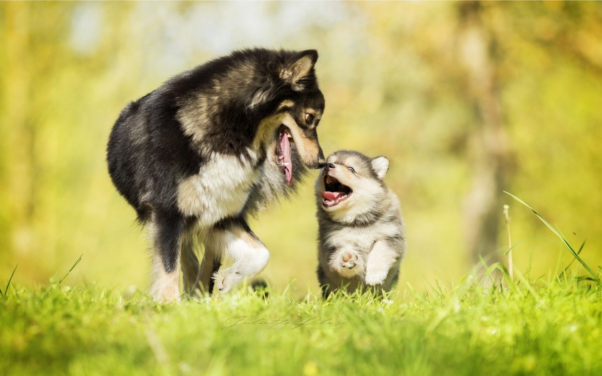 BowjangleDogs's tweet photo. Happy Mother's Day!
#bowjangle #mothersday #motheringsunday #puppylove #puppies https://t.co/F5mIHX85ky