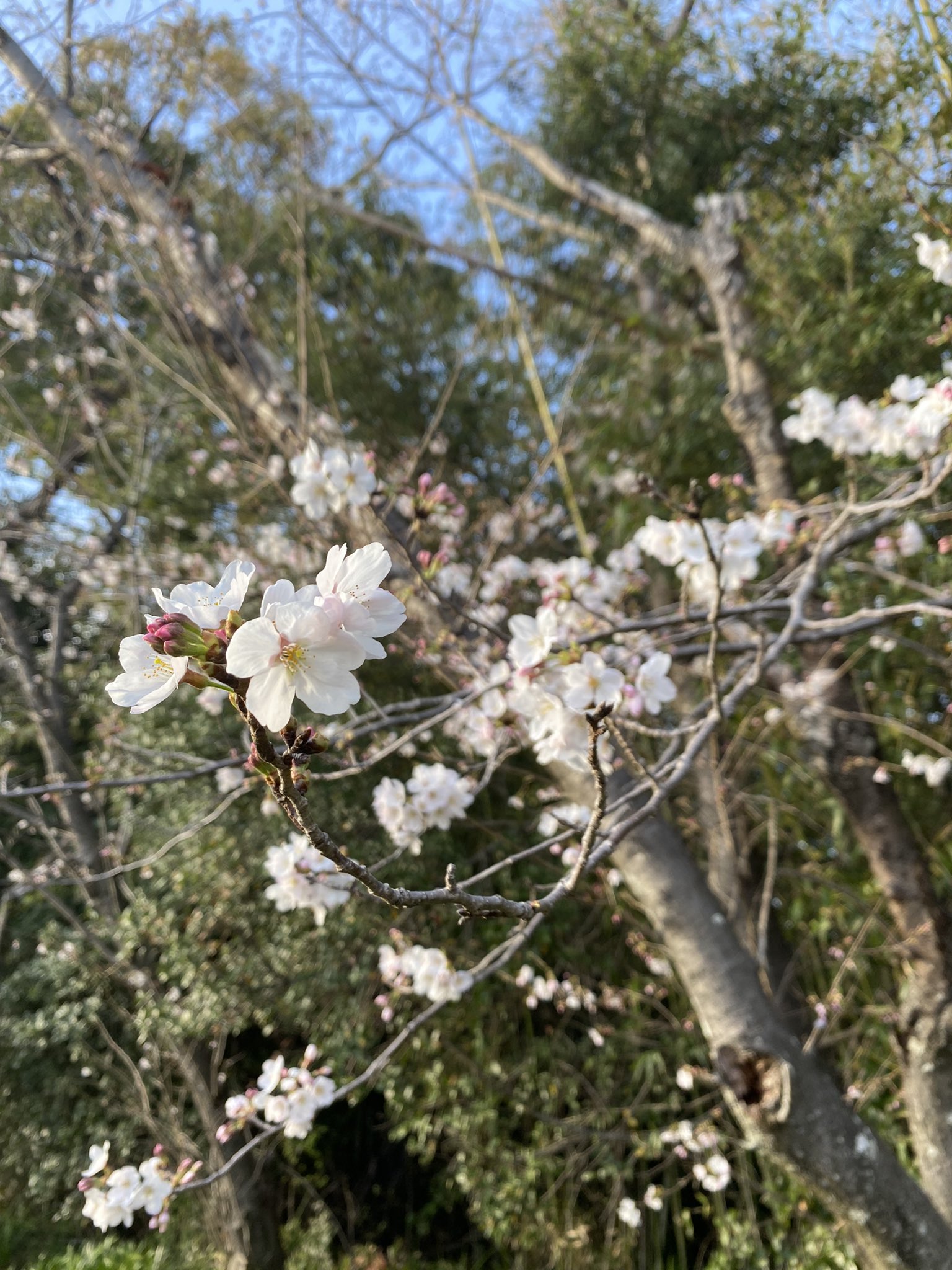 新海 桜