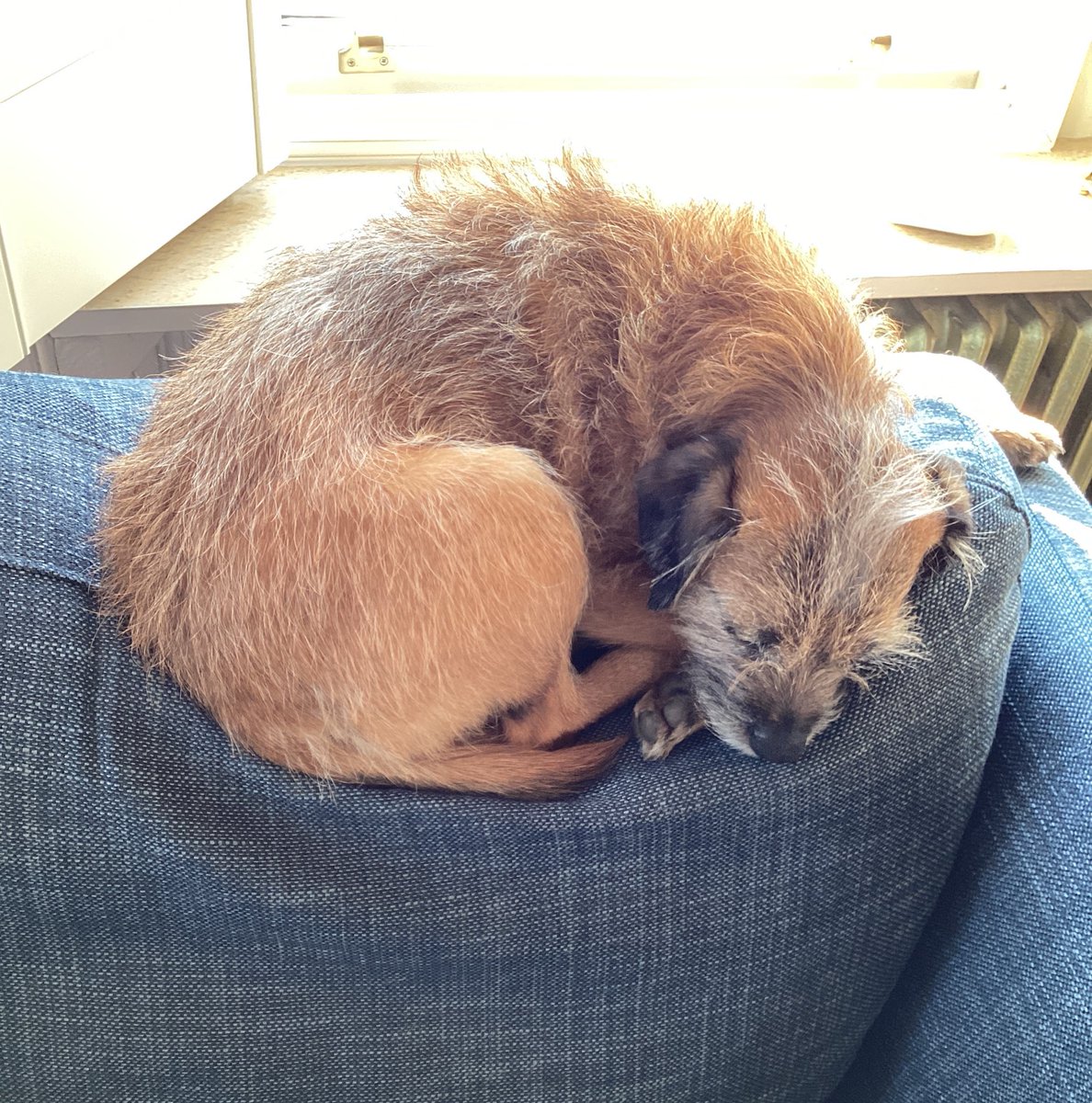 FloraGangsta's tweet photo. #NationalTerrierDay https://t.co/hVboZiKP6m