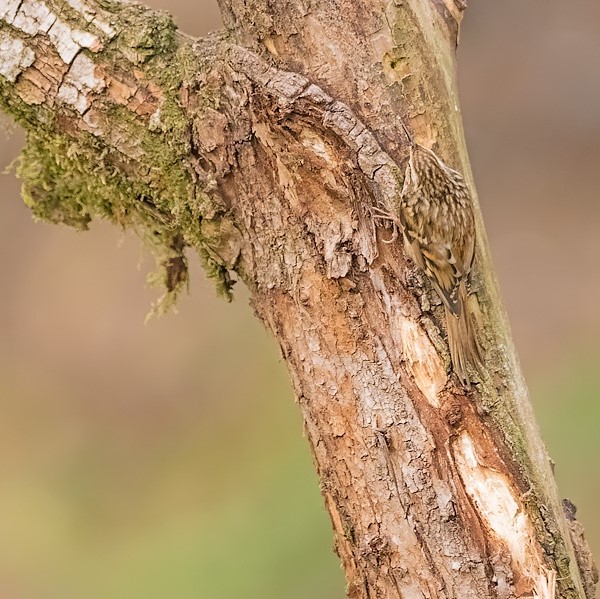 Vogelbescherming NL tweet media