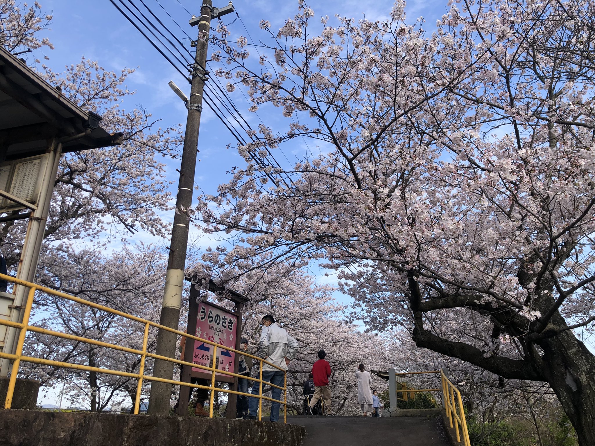 朝日新聞佐賀総局 カチロー 桜のトンネルで知られる松浦鉄道の浦ノ崎駅 伊万里 満開といってよいと思います たくさんの人が訪れて写真を撮っています Mr 松浦鉄道 浦ノ崎駅 さくら22 T Co Btipmyuory Twitter