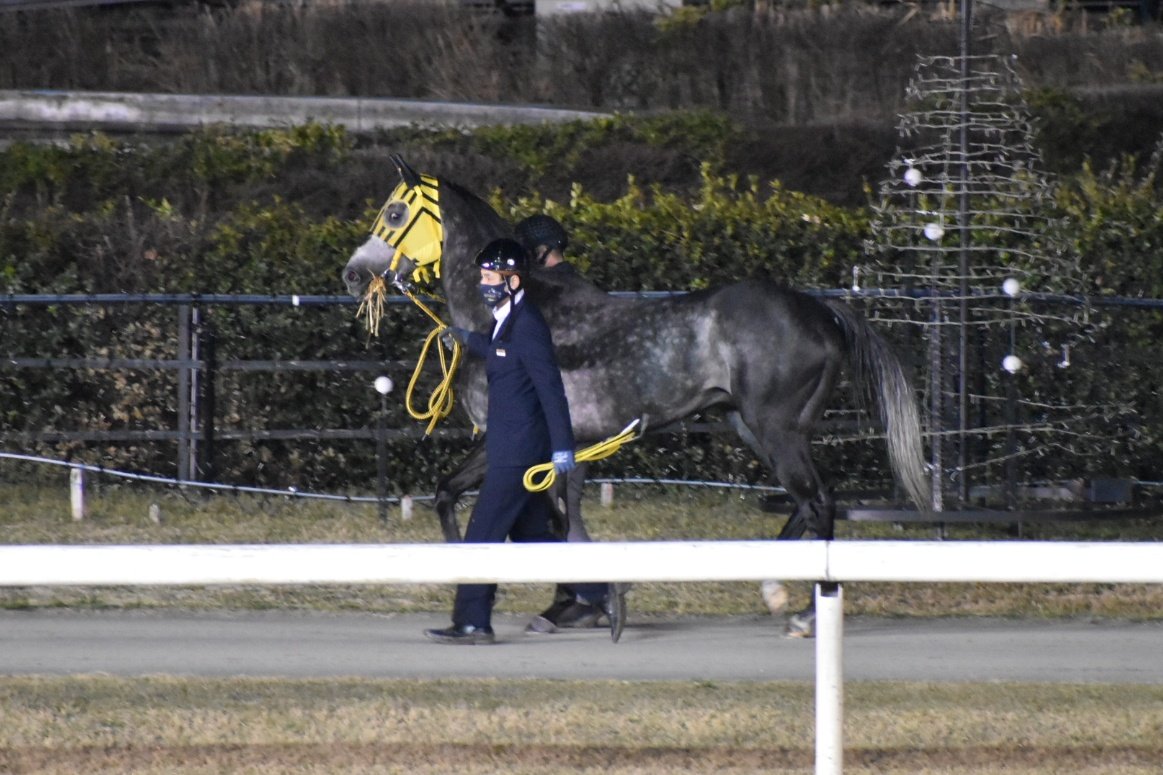 W14_marimo's tweet photo. 最終レースのチコちゃんじゃない白い尻尾の虎ちゃん?! ミューチャリーでした😲!! 

しかも…
よく見ると…
「藁」くわえて帰ってる😂

デビューの日と同じ大好きなシーンは船橋だからこそ見れたのかも。 https://t.co/ALmE6rAYi8