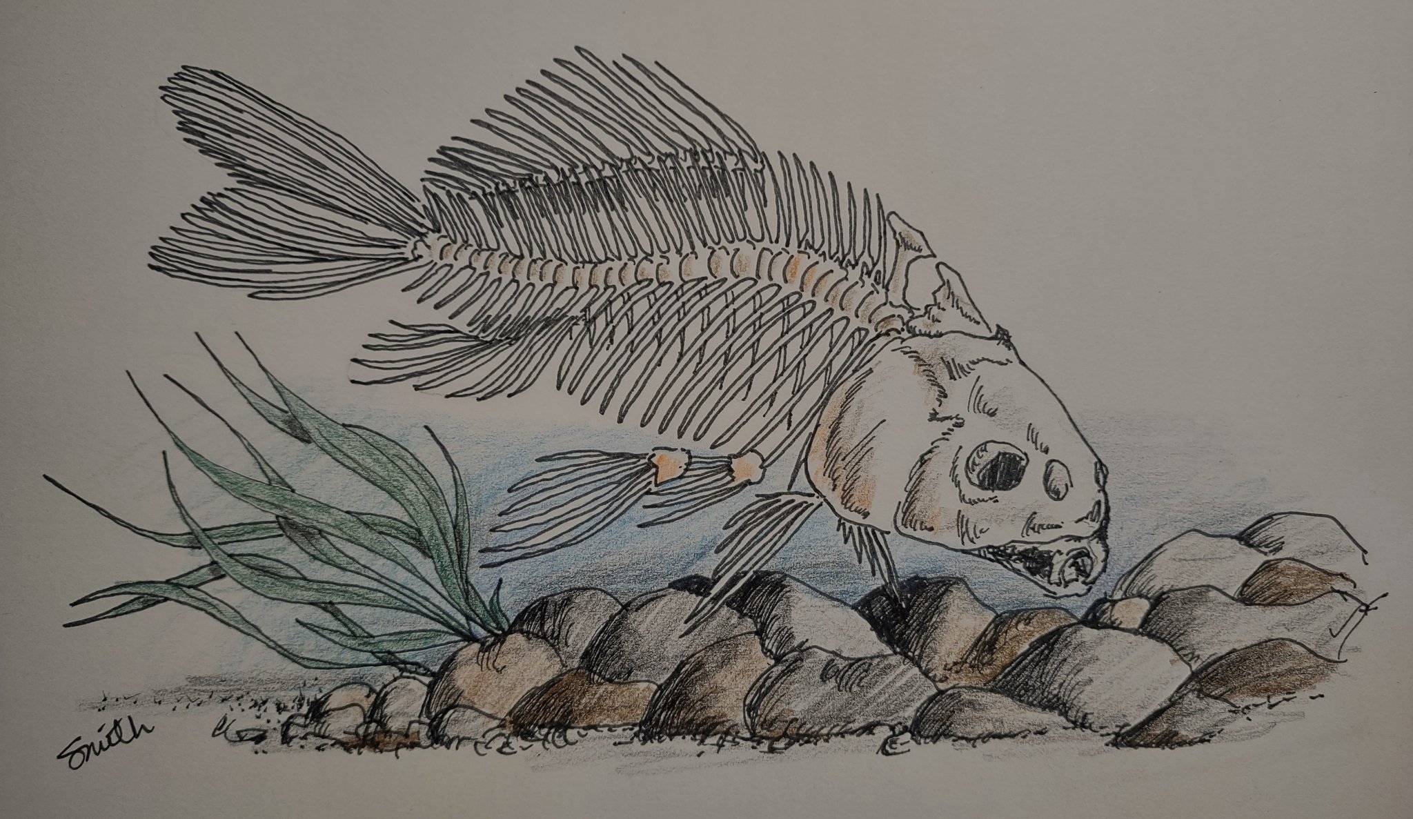 Creative Mitch on X: This #SundayFishSketch strayed a bit from