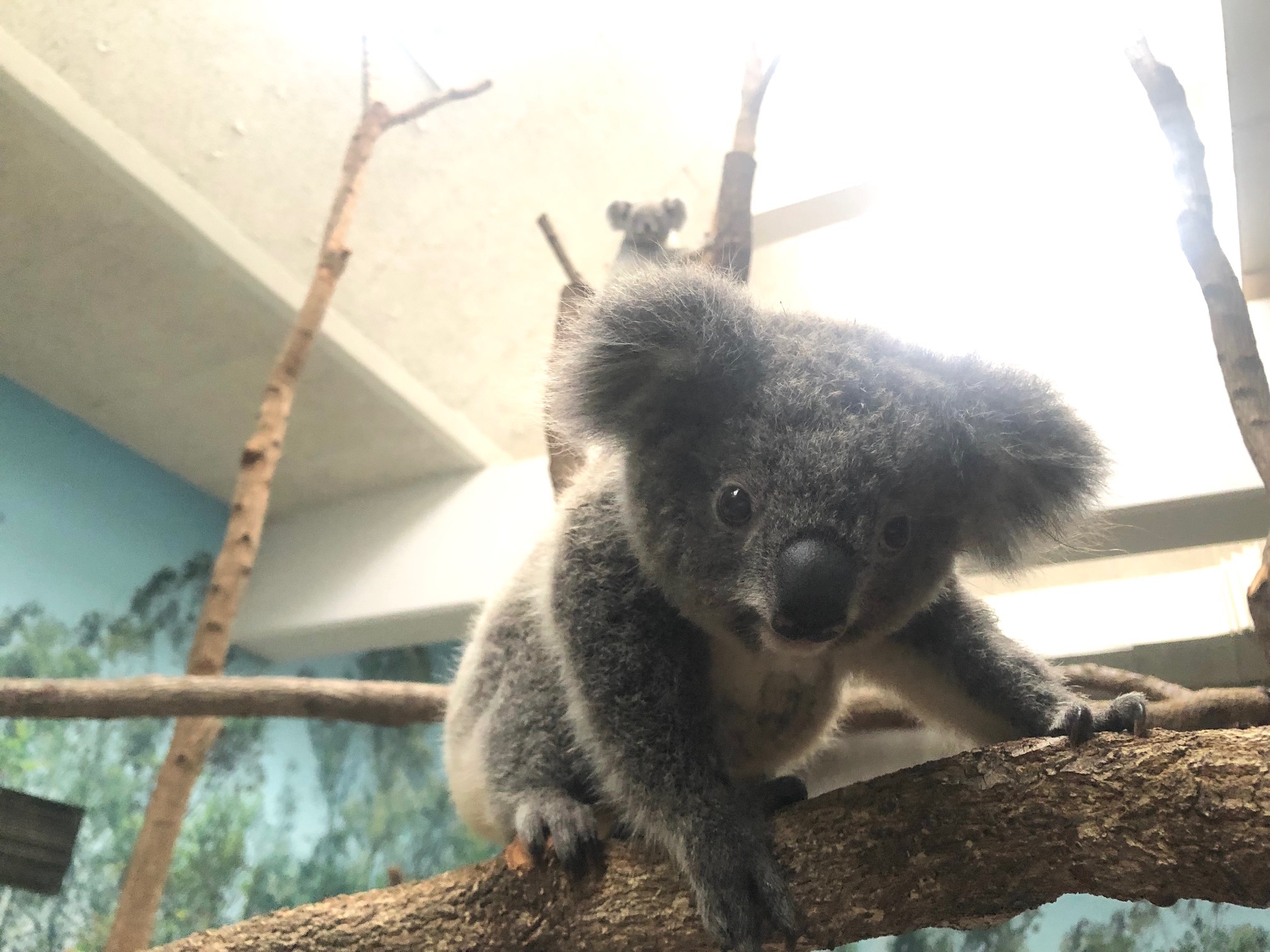 鹿児島市平川動物公園 コアラ の赤ちゃんの名前募集を開始しました ユイ ユメ ジェインの子どもたちです ユイとユメの 赤ちゃんは一人で活動することも増え 順調にすくすく成長してくれています 名前が決まるころには独り立ちしているかもしれませ