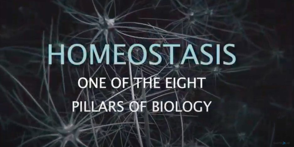 GastroLab_India's tweet photo. Episode 3 EGG 100th Anniversary Discovery Series https://t.co/WbZJJLVW3T via @ManiRaj06770985 https://t.co/MCImxbz5XM