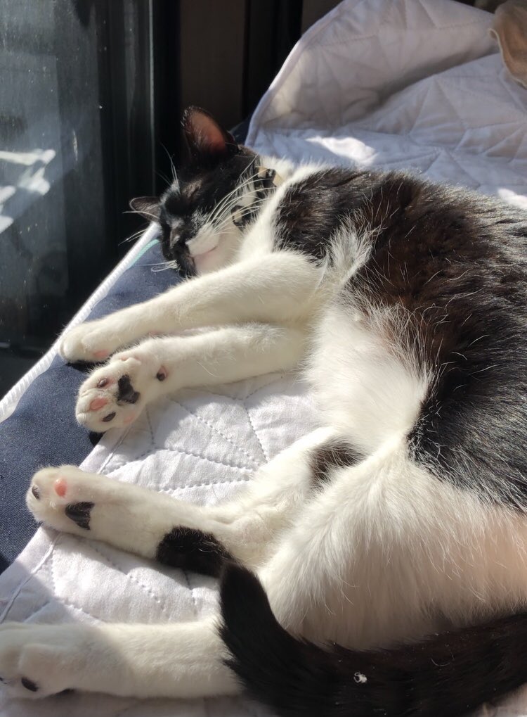 日中は、おむすびkunと日向ぼっこをしました。😊😸

#おむすびkun
#日向ぼっこ
#日曜日