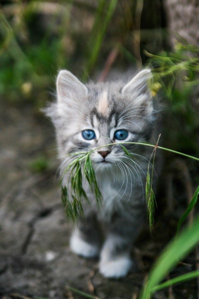 Feliz domingo amigos
Happy Sunday friends 💚