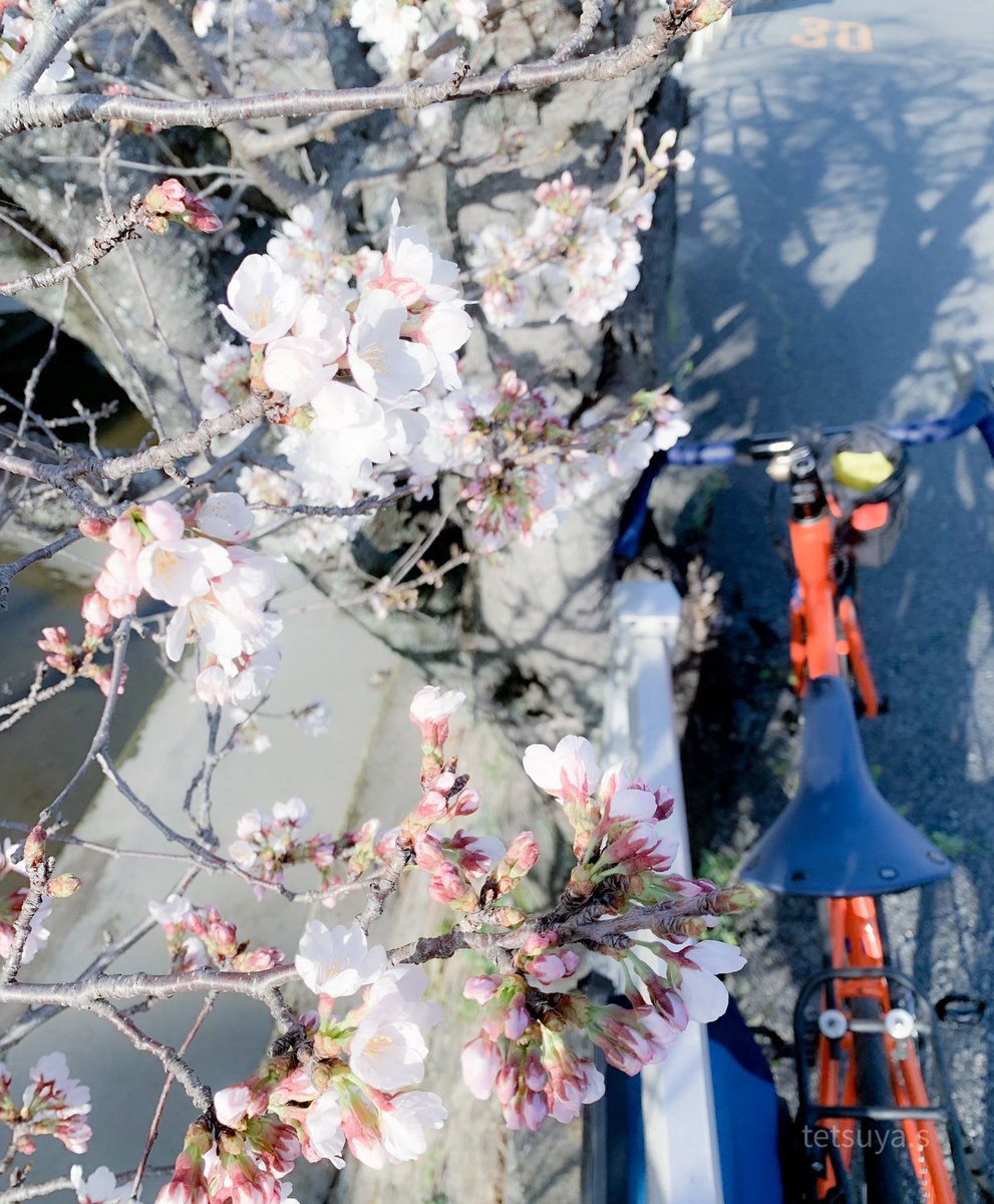 tetujin99's tweet photo. あったかくなって来たので桜を求めてサイクリング。

まだつぼみばっかりで、気が早いのがチラホラ咲いてる程度でした。

運動不足でチョット走っただけで息切れそうです。
鍛え直します。

#花見
#ソメイヨシノ
#サイクリング
#salsabikes 
#colossal https://t.co/7nuWhhJJp2
