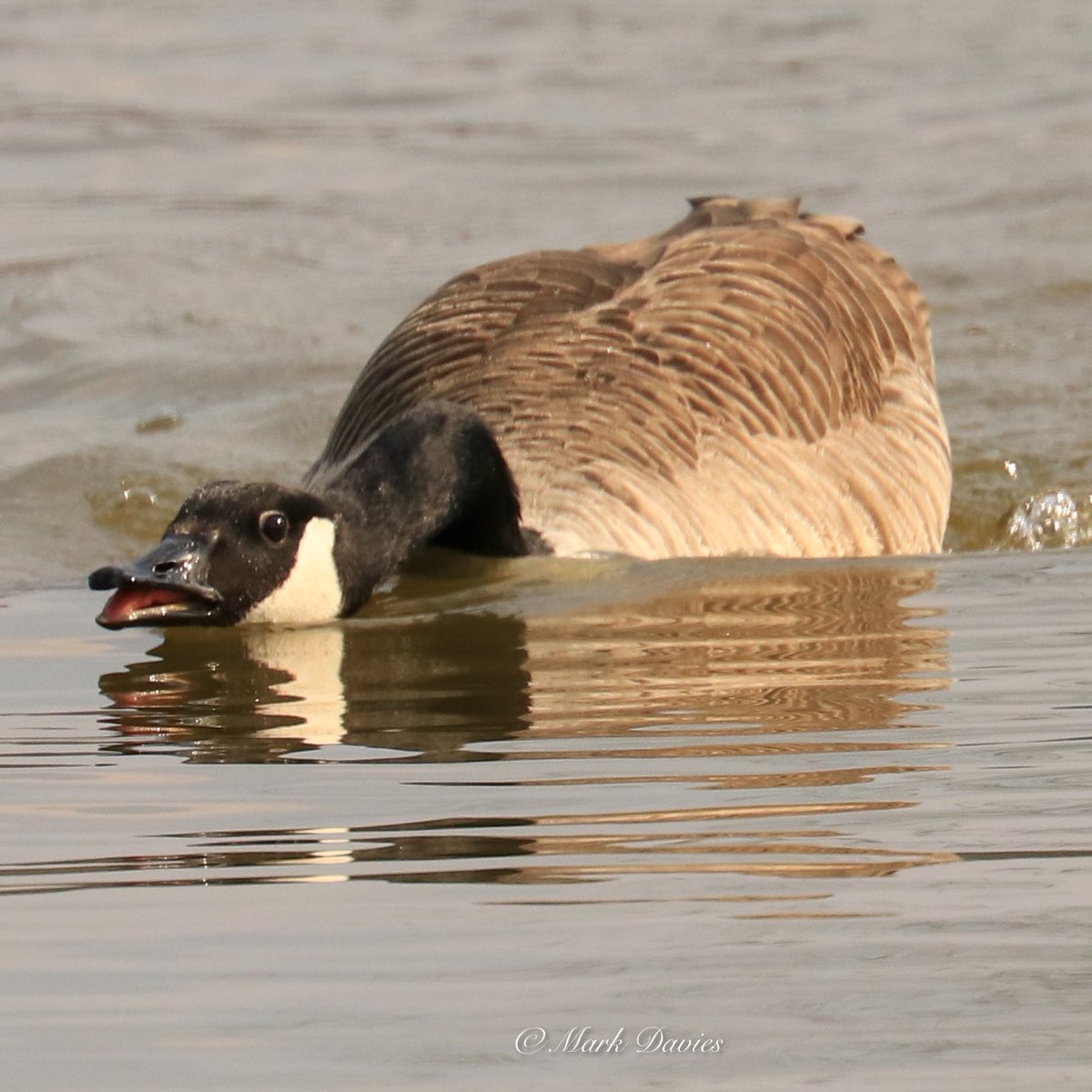 Marky64's tweet photo. Angry Canada goose at Hylands Park https://t.co/MQROTH50z4