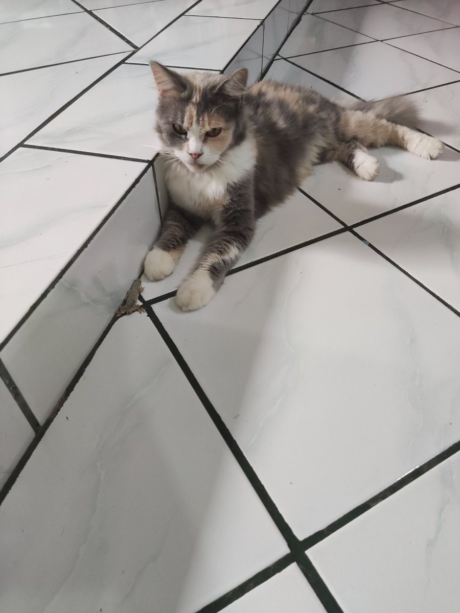 Gmana caranya dia bsa nangkep cicak si? Udh kyk setoran gua disamperin trs dikasih cicak