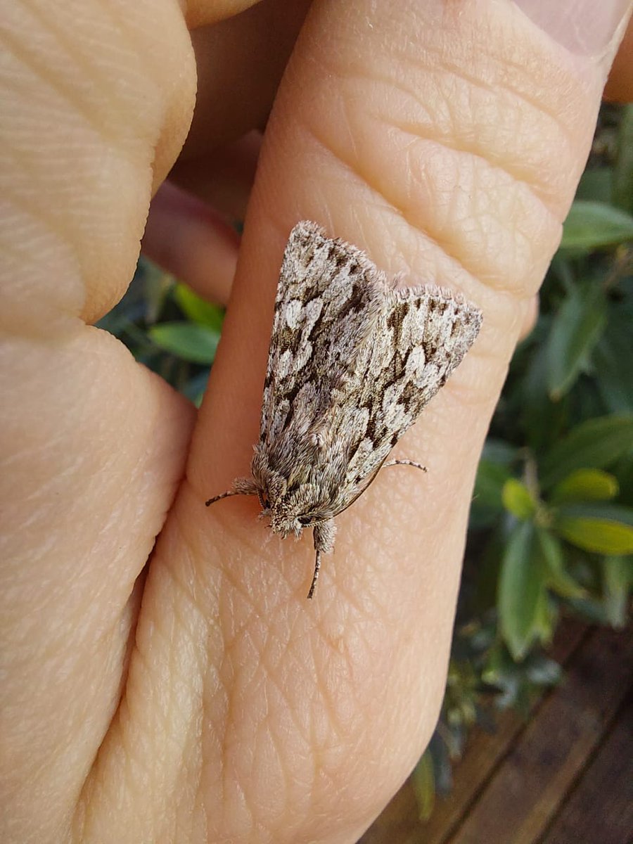bradwaspfoster's tweet photo. Finally got the light trap out in Wiltshire last night! 6 sps in total - Brindled Beauty, Silver Y, Early Grey, Common and Small Quaker, and Clouded Drab #MothDay https://t.co/Eq9kS8cmHH