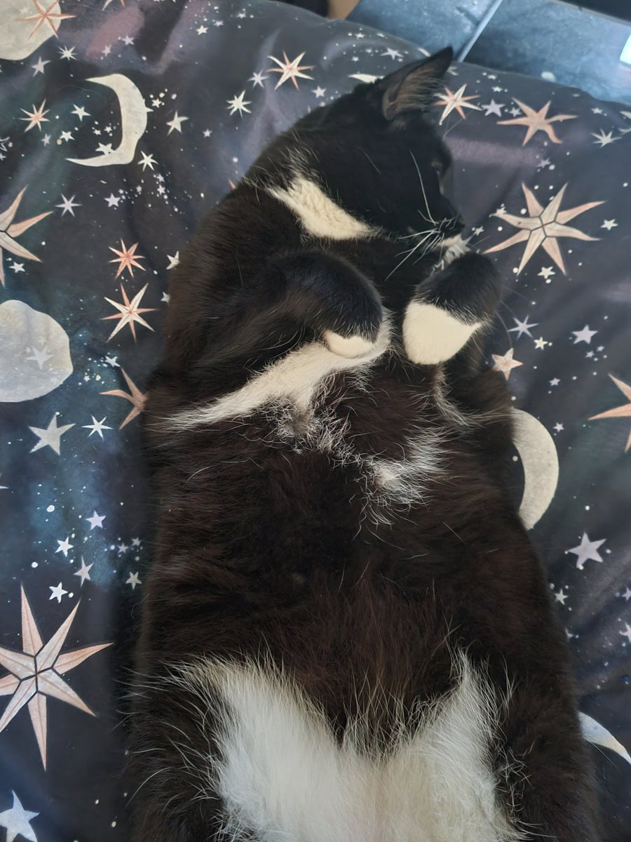 a0097879's tweet photo. Happy mothers day to all you amazing mothers out there. 💖 Oreo is living his best life today so we are having a chill and relaxing day in bed. 🐱 #MothersDay2022 #chill #relax #bed #KittyCat https://t.co/F876I2y5VT
