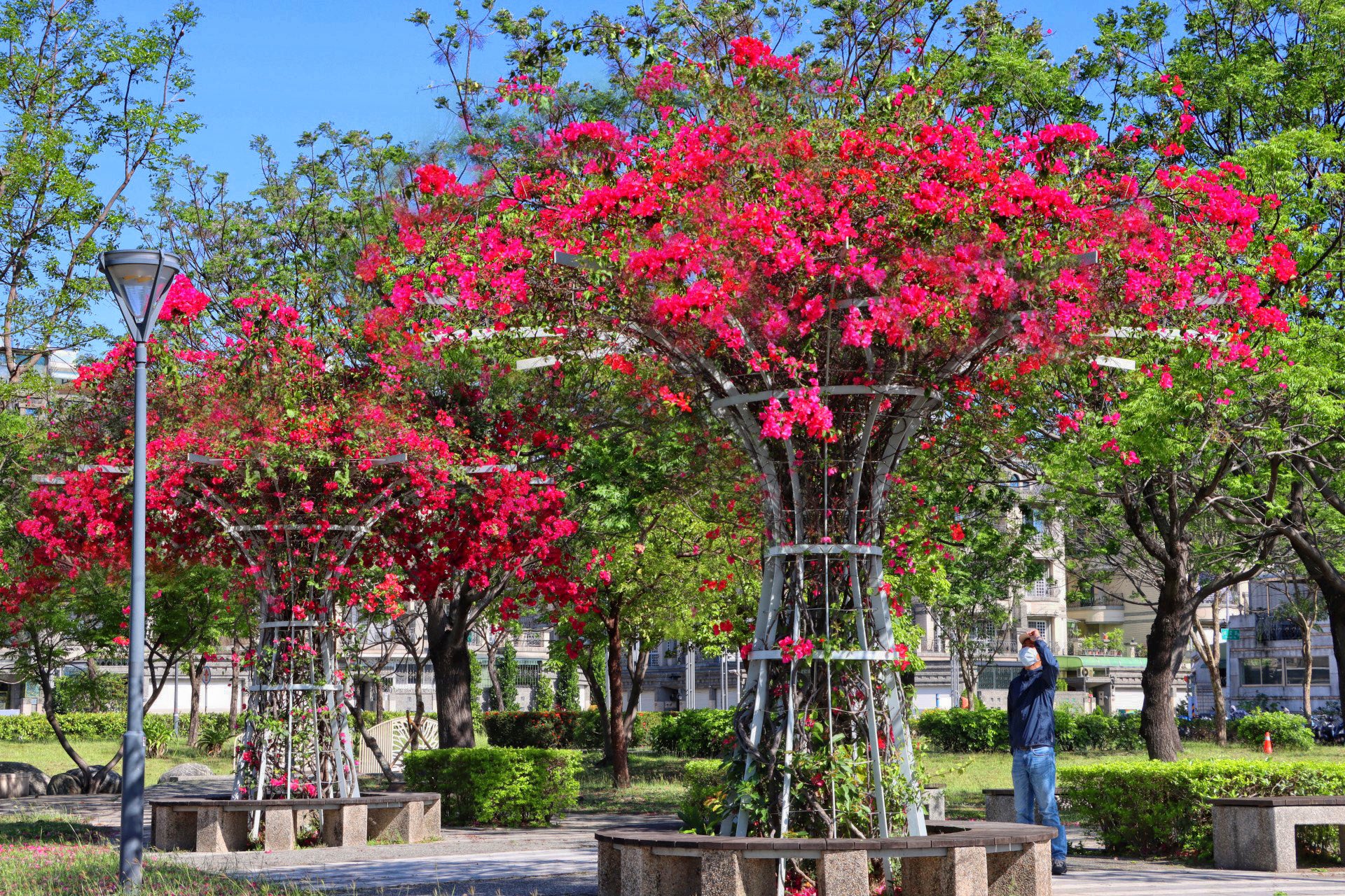 Kaohsiung City ブーゲンビリア満開中 最近の高雄は花で彩られている 今はブーゲンビリアの開花時期で 街並みにブーゲンビリアが映えます ブーゲンビリアの花言葉は 情熱 熱心 という意味があります 高雄市民もブーゲンビリアのように情熱