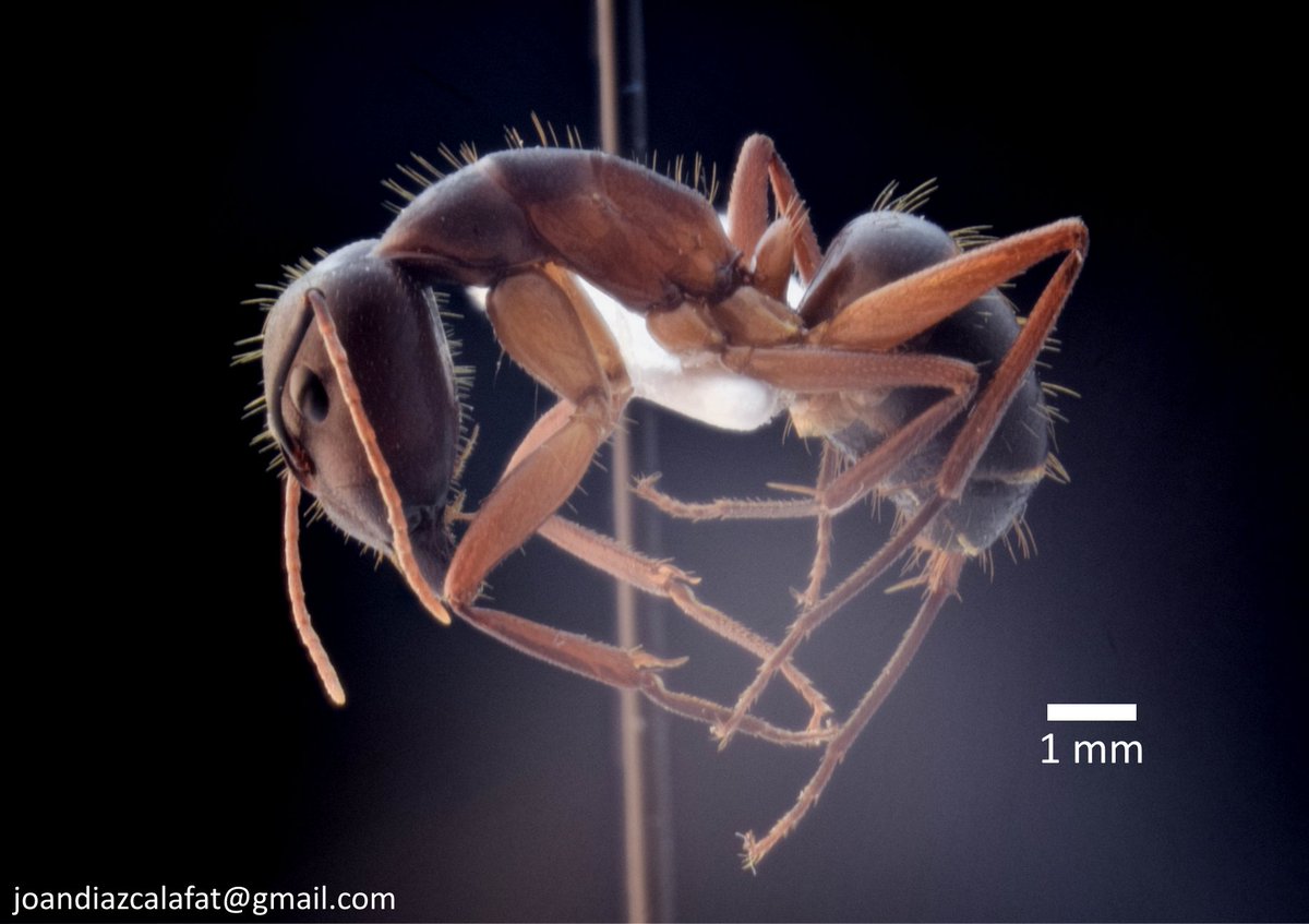 JDiazCalafat's tweet photo. Tenim una nova espècie de formiga a Balears (Camponotus barbaricus), probablement introduïda. Sembla que podria estar relativament ben establerta, passant a ser la formiga de majors dimensions que tenim a les Illes. Per llegir-ne més: https://t.co/0rF1rucBil 🐜🐜🐜 https://t.co/wD5Kfme4Wt
