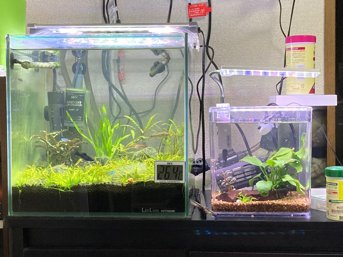 グリーンネオンテトラ5,アンゴラバルブ1入れた。グローライトテトラがアンゴラバルブを同種だと思ってちょっかいかけてる、ちょっと似てるけどさ。
グリーンネオンはめっちゃきれい。好き。水槽大きくしていっぱい飼いたい。
スクリューバリスネリア差した。