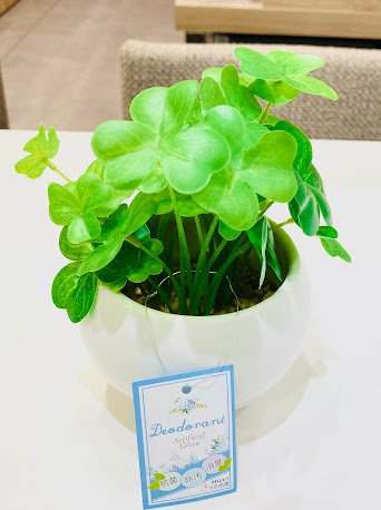 丸善 広島三越店 3月28日は 三つ葉の日 三つ葉と言ったら クローバー が思い浮かびますね 三つ葉 のクローバーは アイルランドではシャムロック マメ科シャジクソウ属の多年草で シロツメクサ 白詰草 の別名だそうです というわけで三つ葉の商品