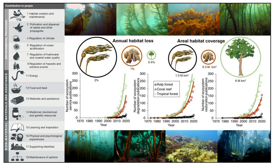 The #BlueEconomy can help transform #kelp forest #restoration. Our new paper in JPhyc explains how! <a href="/ForesterSea/">SeaForester</a> <a href="/MelindaAColeman/">Melinda Coleman</a> @ColetteFeehan <a href="/T_de_Bettignies/">Thibaut de Bettignies</a> <a href="/joao_n_franco/">João N. Franco</a>  <a href="/UWAresearch/">UWA Research</a> <a href="/Havforskningen/">Havforskningsinstituttet</a>