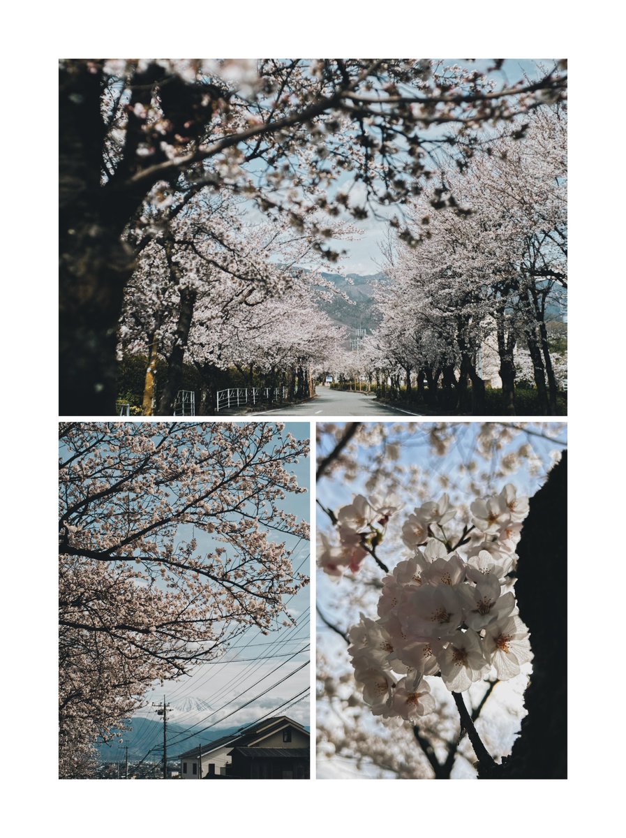 今日だけのイノグレオフィス。

竜王駅に向かうとても長い坂の途中に桜並木を発見。
八分咲きくらいですがとても綺麗。

富士山と桜が同時に見られるのは嬉しい。 