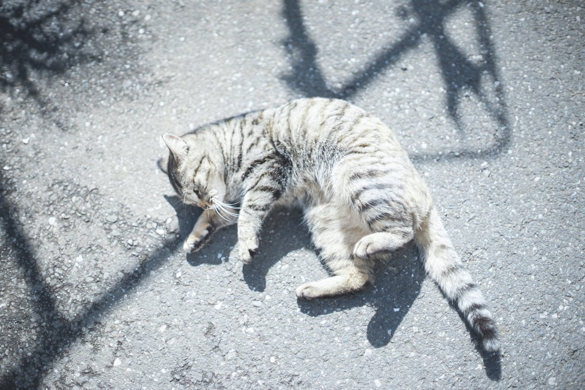 222_mrn's tweet photo. ご近所猫 https://t.co/K9IDKsrgf5