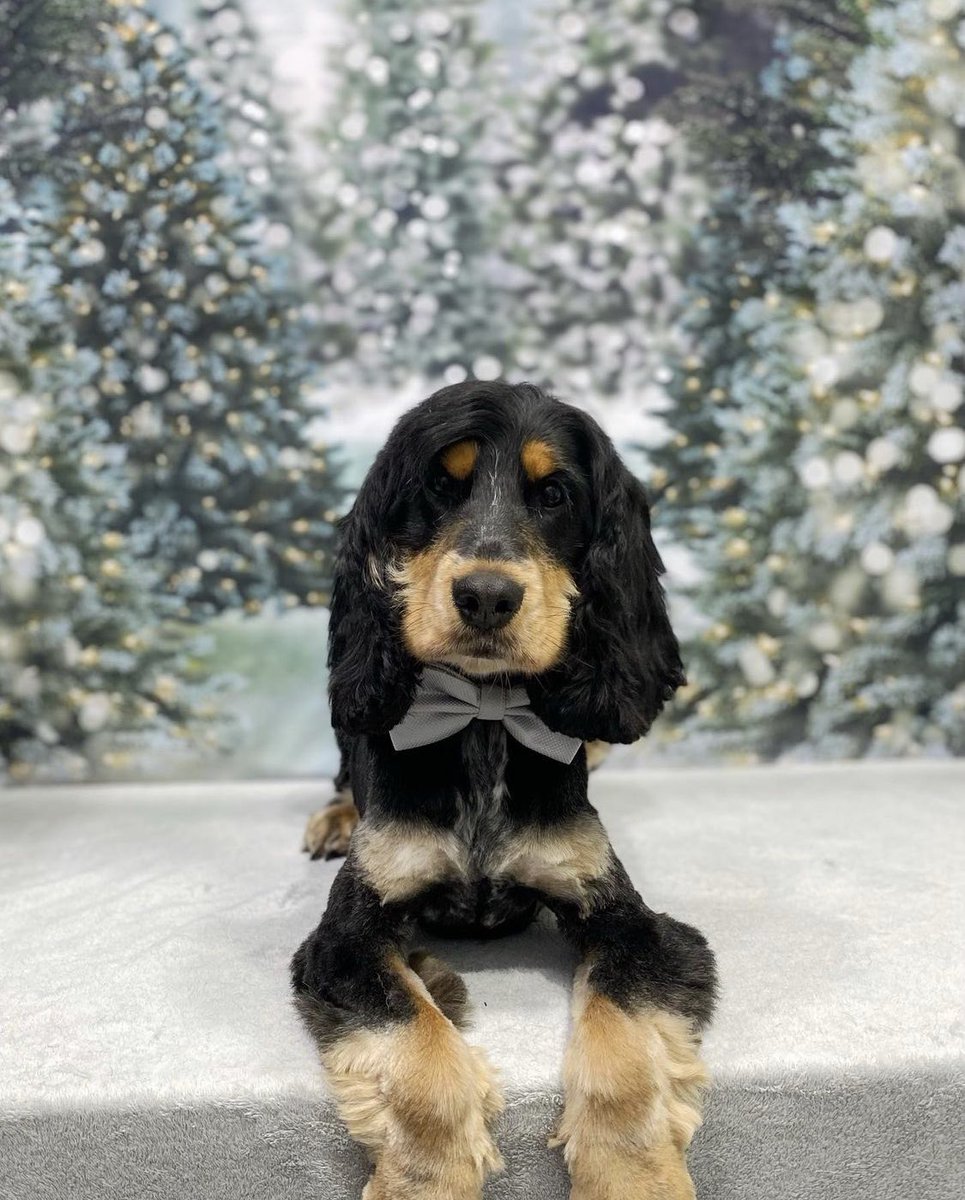 charrdowns's tweet photo. @OfficialPLT #PLTpet the goodest boy🤍 https://t.co/WvF4hScSG4