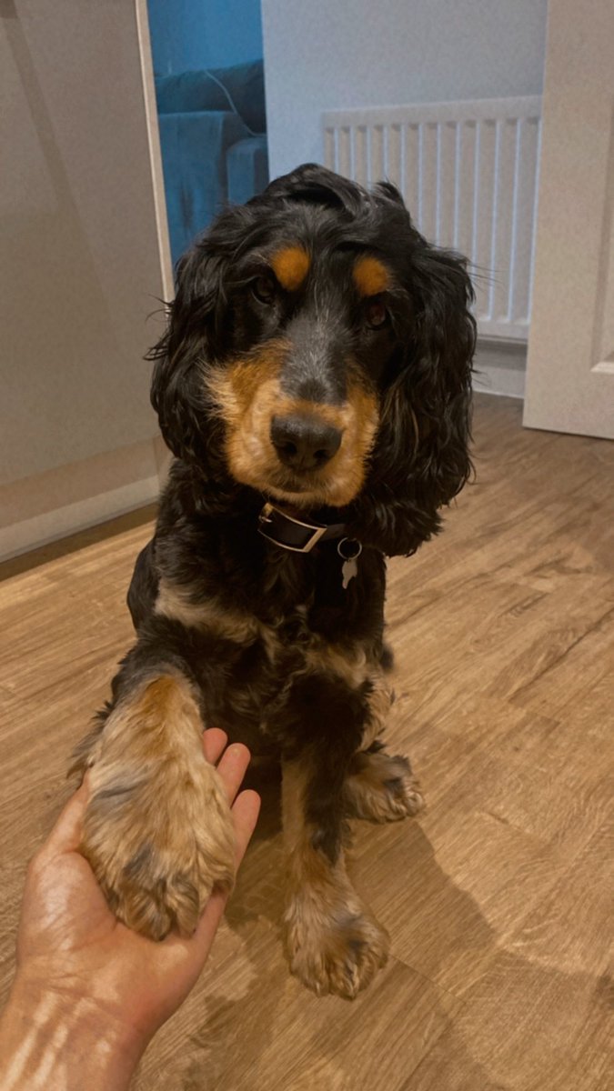 charrdowns's tweet photo. @OfficialPLT #PLTpet the goodest boy🤍 https://t.co/WvF4hScSG4