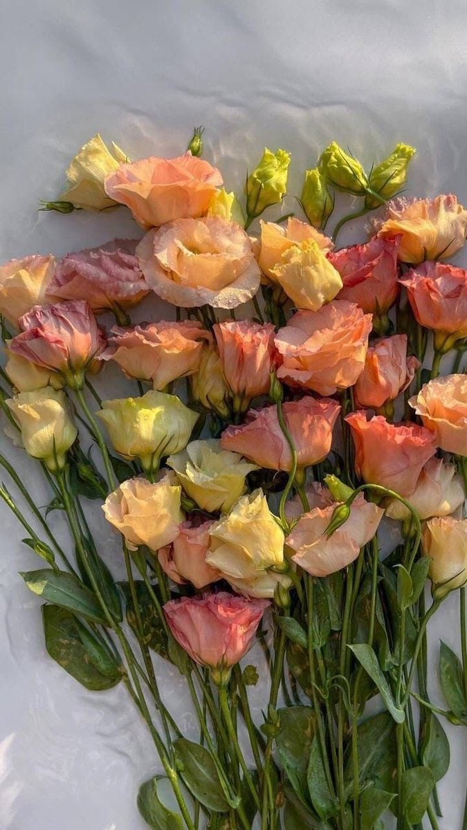 Pimmpernell's tweet photo. 𝐒𝐮𝐧𝐝𝐚𝐲 𝐟𝐮𝐧𝐝𝐚𝐲 🌸 https://t.co/FJKuIyfbMq