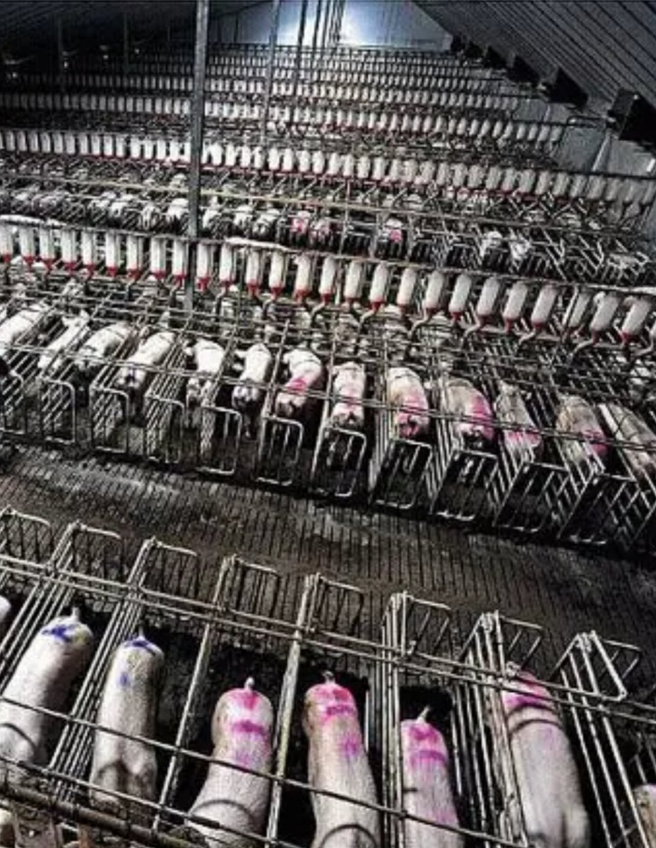 BTWsanctuary's tweet image. Mothers 💔💔💔

#MothersDay #MothersDay2022 
#GoVegan  #KindnessMatters