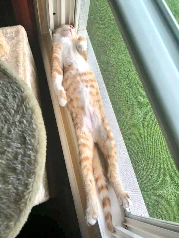 elgatofroilan's tweet photo. Domingo. Descansando.
#gatos #cats #catlovers https://t.co/NdxsR1qpa0