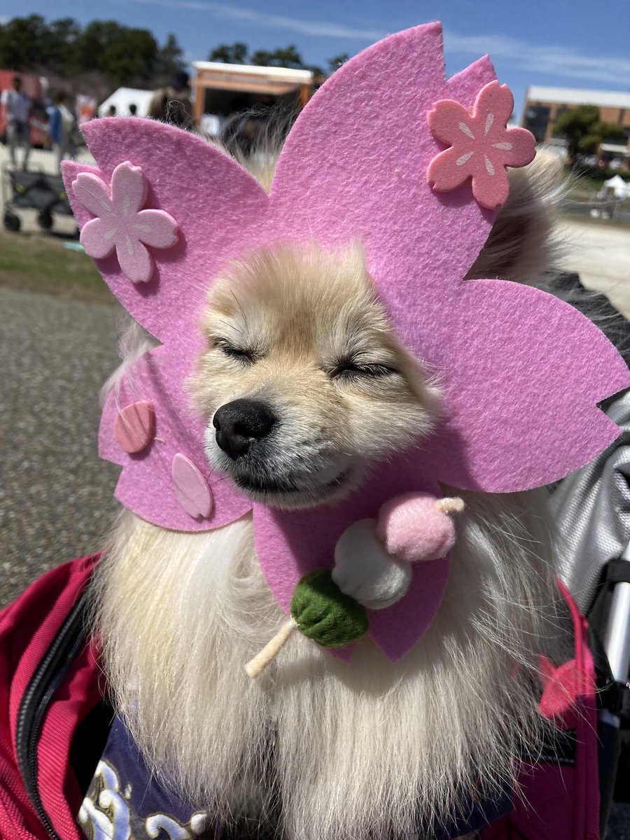 コスプレやってる上姉さんに付いてラブスピに行ったよ😊助手の父が居ないから写真撮れんて〜😞 仕方ないから母さん撮った写真アタチ🐶ブサイク何ですけど😭byあさり