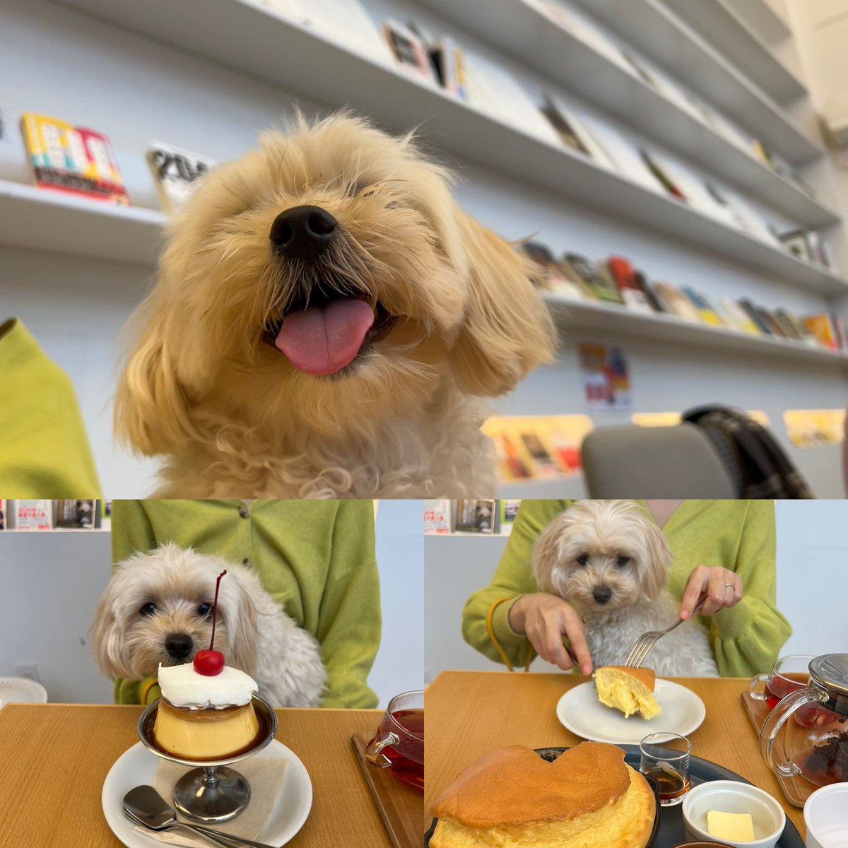 mame_maltipoo's tweet photo. お散歩途中 #HamaHouse で休憩中のまめ
すっかり気に入った様で近くまで来るとグイグイと
何か食べれるわけでもないのにただただ可愛いって言ってもらえるのが嬉しいんだよね
今日も言ってもらえてよかったね
#マルプー #maltipoo #犬の居る暮らし https://t.co/u8ENq1I0pY