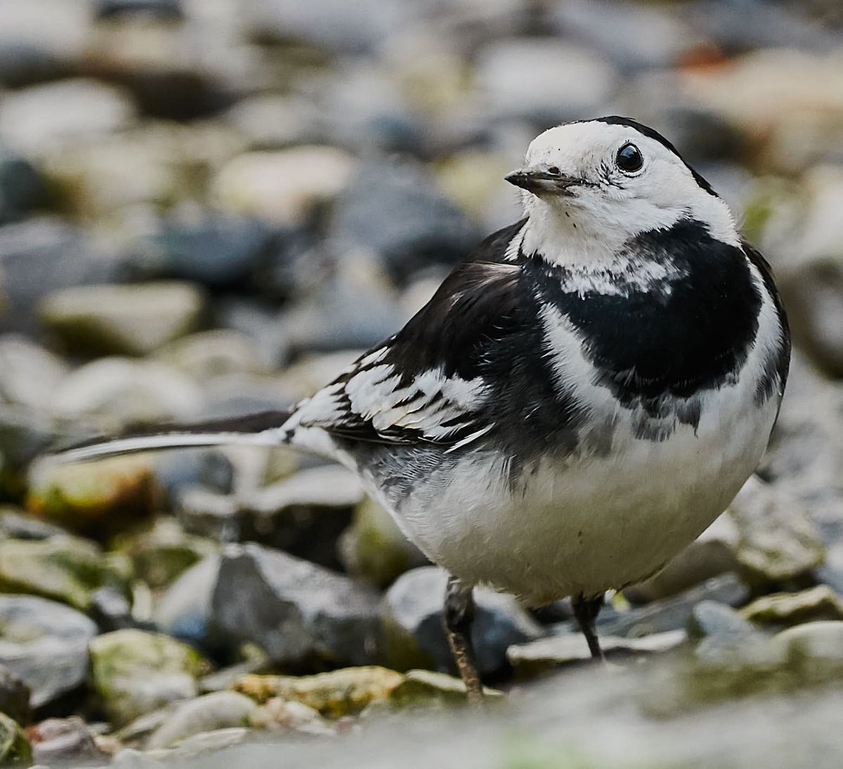 paulhayes55's tweet photo. Wagtail. https://t.co/SwwOYmuN55