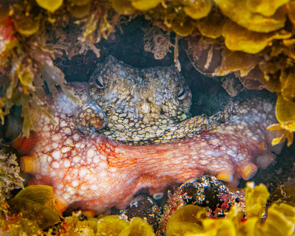 Gm everyone!! I've been enjoying getting back into warmer waters recently and finding guys like this make it even better... Have an awesome day 🤙 #pulpo #octopus #explorethedepths #freediving #underwaterphotography